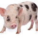 Image for article titled Scientists in China Have Created Tiny Designer Pigs for $1,600 Each